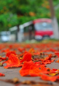 Ánh Nắng Mùa Hè